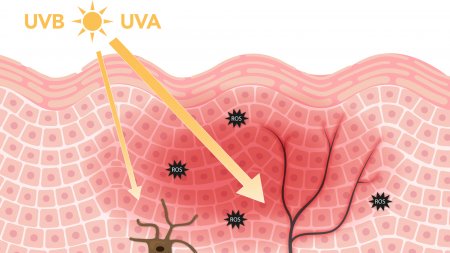 Graphical representation of the difference between UVA and UVB